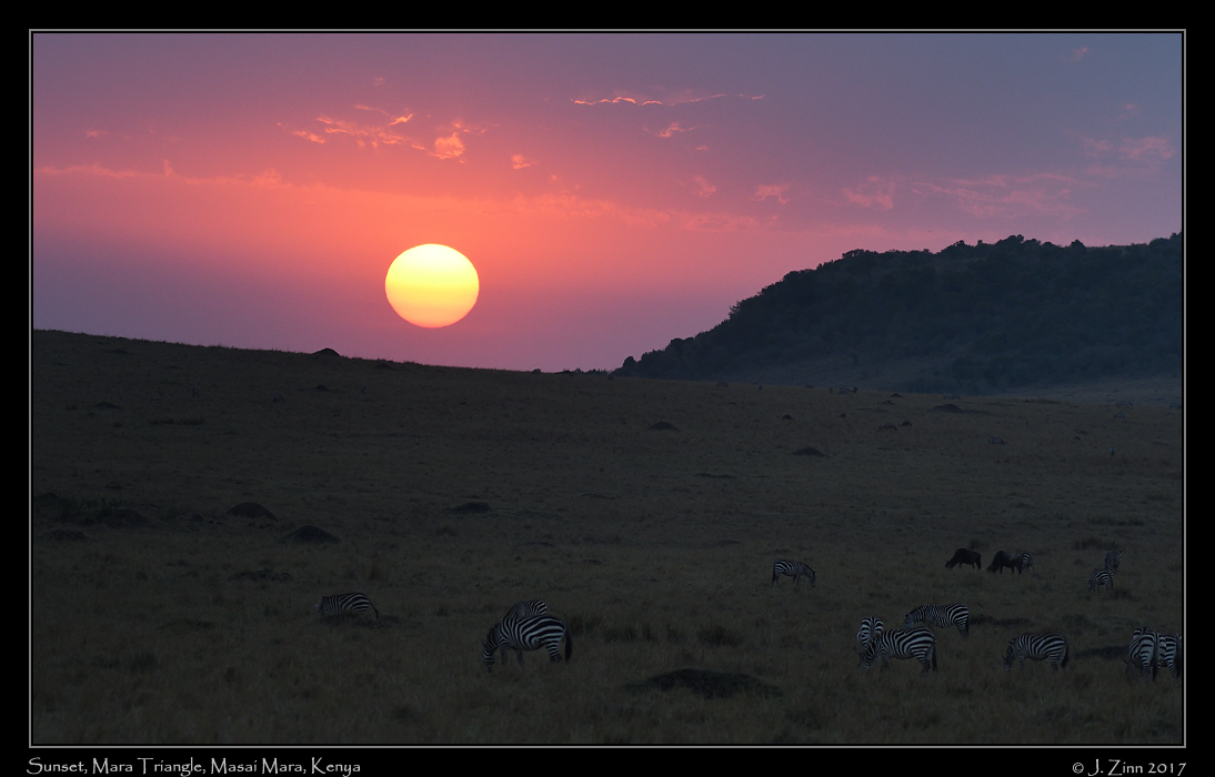 sunrise with zebra